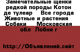 Замечательные щенки редкой породы Котон де тулеар  - Все города Животные и растения » Собаки   . Московская обл.,Лобня г.